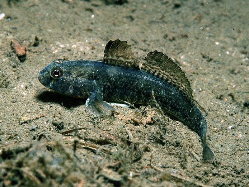 Gobius paganellus (Ghiozzo paganello)